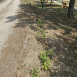 sokoropatka_zold_oazis_1 sokoropatka_zold_oazis_1