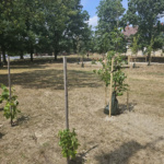 sokoropatka_zold_oazis_4 sokoropatka_zold_oazis_4
