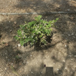 sokoropatka_zold_oazis_7 sokoropatka_zold_oazis_7